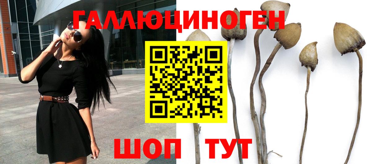 Глазов  Псилоцибиновые грибы Psilocybine cubensis  Вход с VPN 